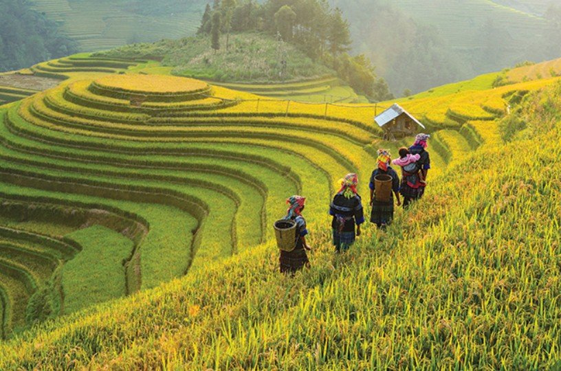 Agriculture in Vietnam