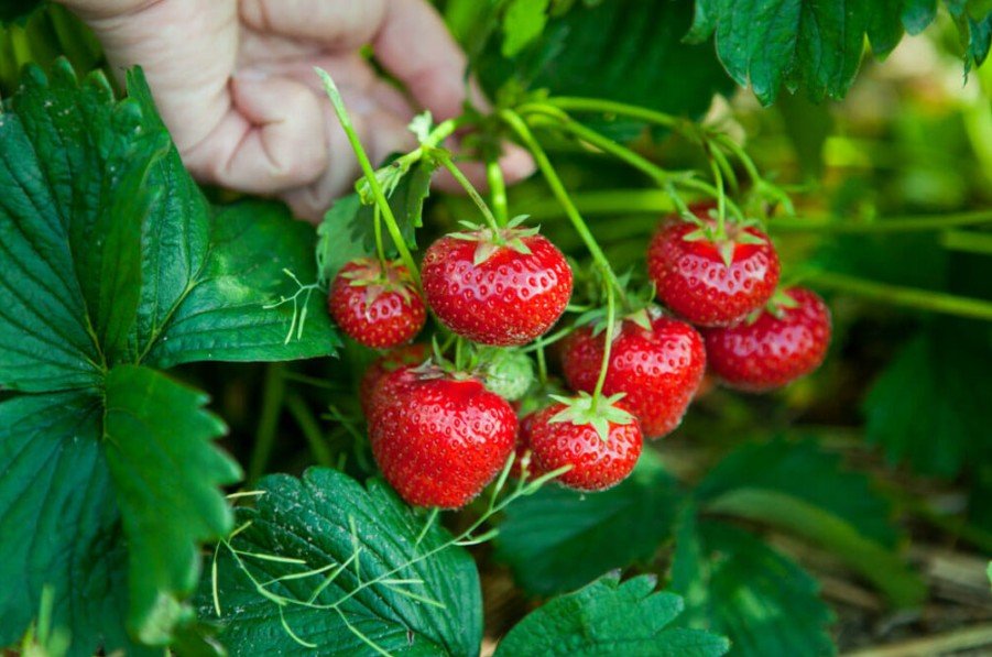 Fruit Farming Tips - agrifreshfarm