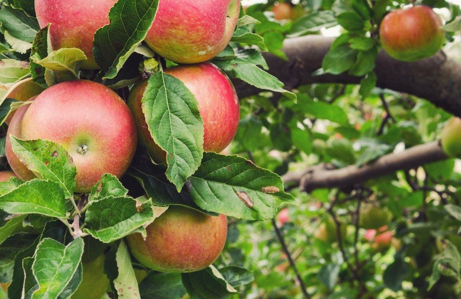 Honeycrisp Apples